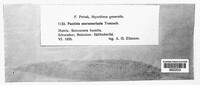 Puccinia scorzonericola image